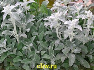 Чистец шерстистый (stachys byzantina) губоцветные (lamiaceae) silver carpet