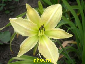 Лилейник гибридный (hemerocallis hybrida) лилейные (liliaceae) bright charm