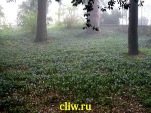 Лилейник гибридный (hemerocallis hybrida) лилейные (liliaceae) bright charm
