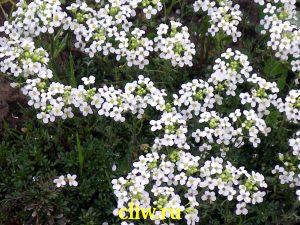 Гутчинзия альпийская (hutchinsia alpina) капустные (brassicaceae)