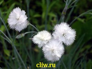 Гвоздика перистая (dianthus plumarius) гвоздичные (caryophyllaceae) haytor white