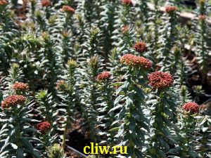 Родиола зубчатая (rhodiola rhodantha) толстянковые (crassulaceae)