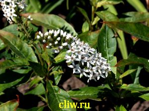 Вербейник ландышевый (lysimachia clethroides  ) первоцветные (primulaceae)