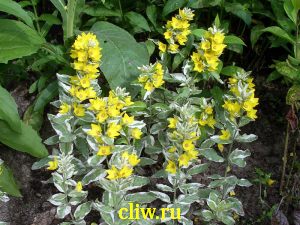 Вербейник точечный (lysimachia punctata) первоцветные (primulaceae) variegata