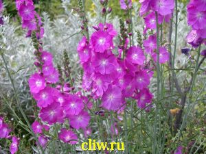 Сидальцея мальвоцветковая (sidalcea malviflora) мальвовые (malvaceae)