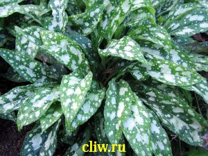 Медуница сахарная (pulmonaria saccharata) бурачниковые (boraginaceae)