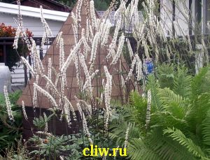 Клопогон обыкновенный (cimicifuga simplex) лютиковые (ranunculaceae)