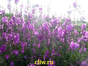 Сидальцея мальвоцветковая (sidalcea malviflora) мальвовые (malvaceae)