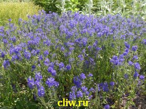 Вероника большая (veronica teucrium) норичниковые (scrophulariaceae) royal blue