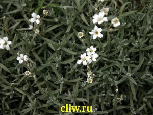 Ясколка войлочная (cerastium tomentosum) гвоздичные (caryophyllaceae)