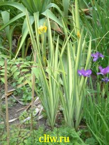 Ирис болотный (iris pseudacorus) касатиковые (iridaceae) variegata
