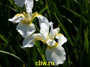 Ирис сибирский (iris sibirica) касатиковые (iridaceae) alba
