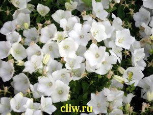 Колокольчик карпатский (campanula carpatica) колокольчиковые (campanulaceae) white clips