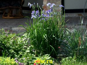 Ирис сибирский (iris sibirica) касатиковые (iridaceae) cambridge