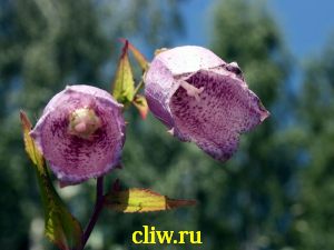 Колокольчик крапчатый (campanula punctata) колокольчиковые (campanulaceae)