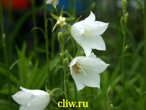 Колокольчик персиколистный (campanula persicifolia) колокольчиковые (campanulaceae) alba