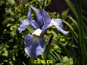 Ирис сибирский (iris sibirica) касатиковые (iridaceae) cambridge