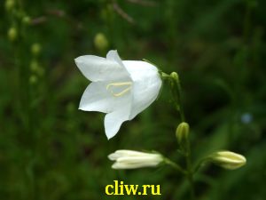 Колокольчик персиколистный (campanula persicifolia) колокольчиковые (campanulaceae) alba