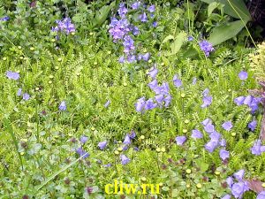 Колокольчик ложечницелистный (campanula cochleariifolia) колокольчиковые (campanulaceae) bavaria blue