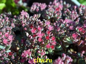 Очиток эверса (sedum ewersii) толстянковые (crassulaceae) rubin glow