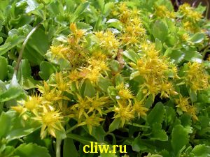 Очиток камчатский (sedum kamtshaticum) толстянковые (crassulaceae) elacombianum