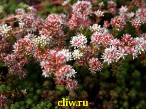 Очиток лидийский (sedum lydium) толстянковые (crassulaceae)
