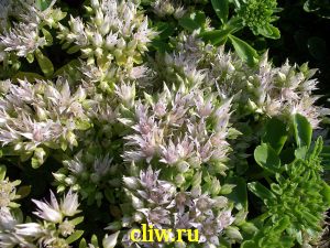 Очиток ложный (sedum spurium) толстянковые (crassulaceae) albescens
