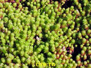 Очиток лидийский (sedum lydium) толстянковые (crassulaceae)
