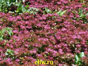 Очиток ложный (sedum spurium) толстянковые (crassulaceae) purpurteppich