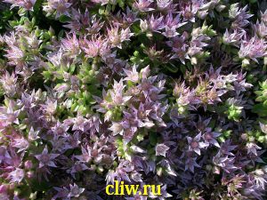 Очиток ложный (sedum spurium) толстянковые (crassulaceae) roseum