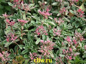 Очиток ложный (sedum spurium) толстянковые (crassulaceae) tricolor