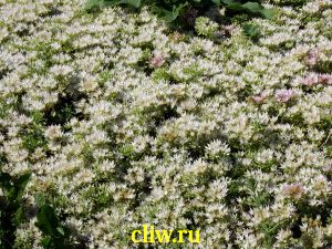 Очиток ложный (sedum spurium) толстянковые (crassulaceae) albescens