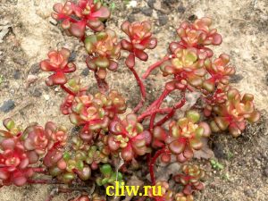 Очиток ореганум (sedum oreganum) толстянковые (crassulaceae)