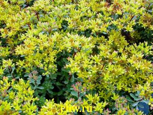 Очиток цветоносный (sedum floriferum) толстянковые (crassulaceae) weihenstephaner gold
