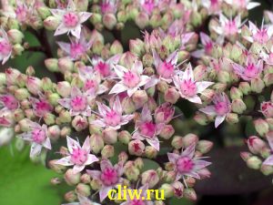 Очиток телефиум (sedum telephium) толстянковые (crassulaceae) matrona