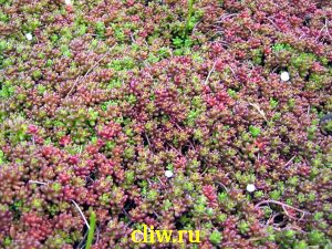 Очиток белый (sedum album) толстянковые (crassulaceae) coral carpet