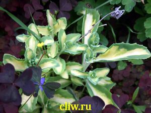Очиток видный (sedum spectabile) толстянковые (crassulaceae) variegatum