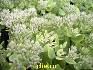 Очиток видный (sedum spectabile) толстянковые (crassulaceae) brilliant