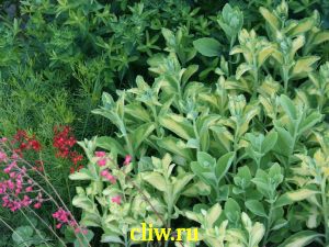 Очиток видный (sedum spectabile) толстянковые (crassulaceae) variegatum