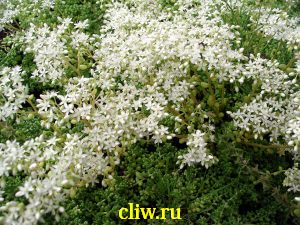 Очиток белый (sedum album) толстянковые (crassulaceae) chloroticum micranthum