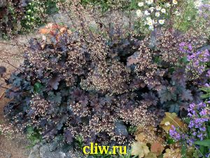 Гейхера  (heuchera ) камнеломковые (saxifragaceae) silver indiana