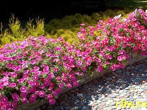 Петуния садовая (petunia hybrida) пасленовые (solanaceae)