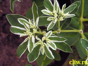 Молочай окаймленный (euphorbia marginata) молочайные (euphorbiaceae)