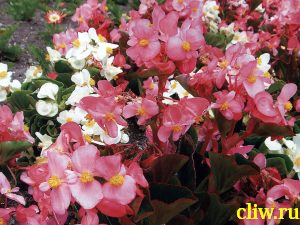 Бегония всегдацветущая (begonia semperflorens) бегониевые (begoniaceae)