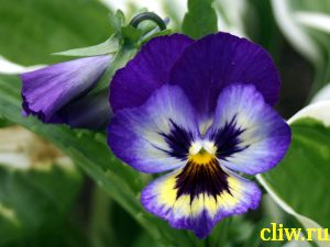 Виола виттрока (viola wittrokiana) фиалковые (violaceae)