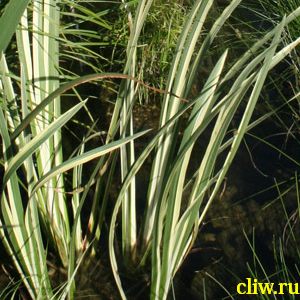 Аир болотный (acorus calamus) аировые (araceae) variegata