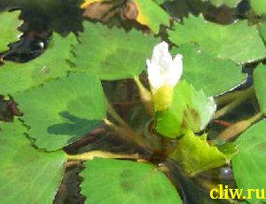 Рогульник плавающий (trapa natans ) рогульниковые (trapaceae)