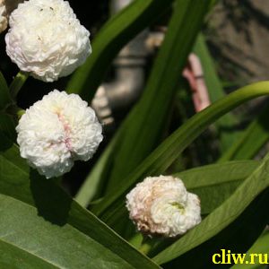 Стрелолист японский (sagittaria japonlca) частуховые (alismaceae) flore pleno