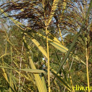 Тростник обыкновенный (phragmites australis) мятликовые (poaceae) variegatus