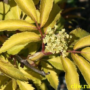Бузина черная (sambucus nigra) жимолостные (caprifoliaceae) plumosa aurea